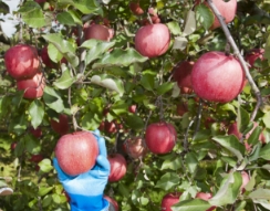 選果機を選ぶ際の注意点