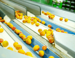 選果機を選ぶ際の注意点