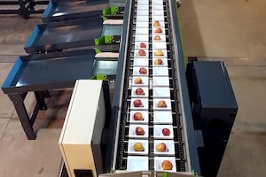 APPLE GRADING MACHINE