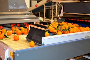 果物・野菜選別機